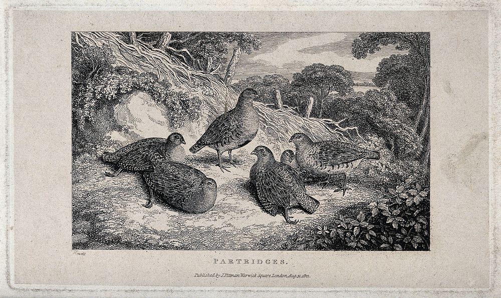 A group of partridges gathering on a forest clearing. Etching by W. S. Howitt.