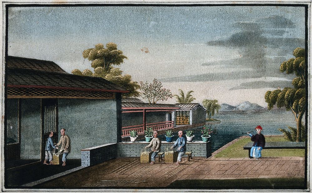 A tea plantation in China: workers are shown weaving baskets. Gouache, China, 1800/1850.
