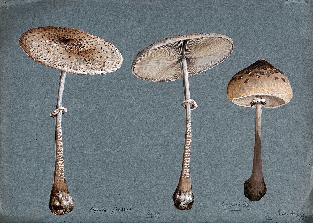 Two parasol mushrooms (Lepiota procera) and a shaggy parasol mushroom (Lepiota rhacodes). Watercolour, 1898.