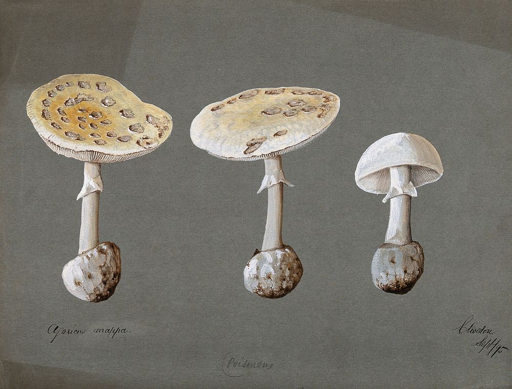 False death cap fungus (Amanita citrina): three fruiting bodies. Watercolour, 1895.