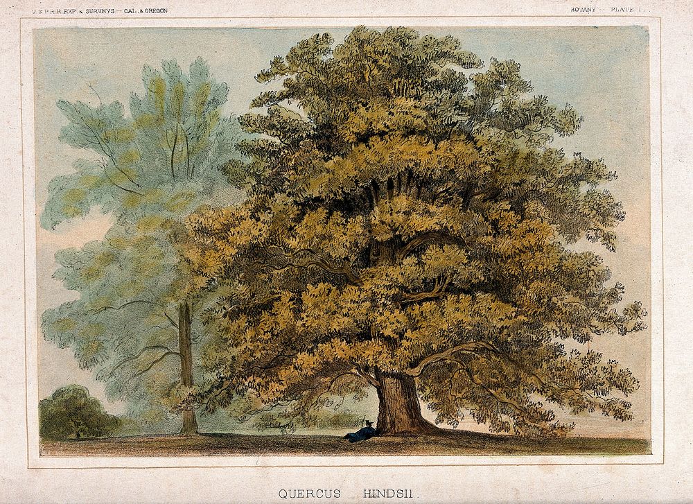 Oak tree (Quercus hindsii) with person lying at its base. Coloured lithograph, c.1857.