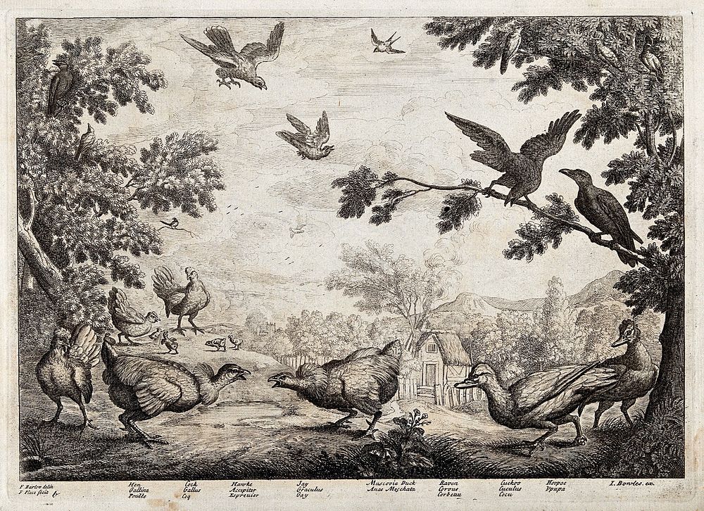 Birds on common land outside a village: hen, cock, hawk, jay, muscovy duck, raven, cuckoo and hoopoe. Etching by F. Place…