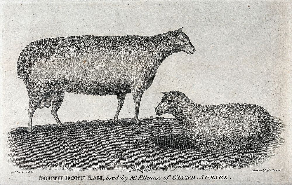 A South Down ram. Etching by Neele after J. Lambert.