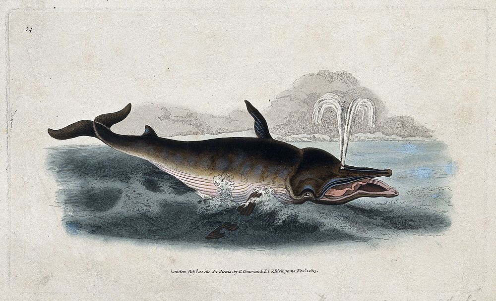 A beaked whale blowing a fountain of water through its snout. Coloured engraving, ca 1815.