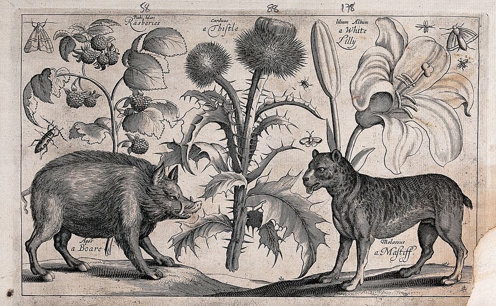 A thistle in the centre with a boar to the left facing a mastiff to the right, all surrounded by various plants and insects.…