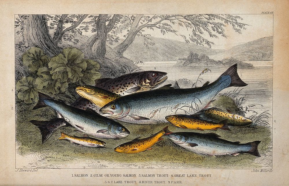 Nine different species of fish, including trout, salmon and parr, are lying on the shore of a river. Coloured etching by J.…