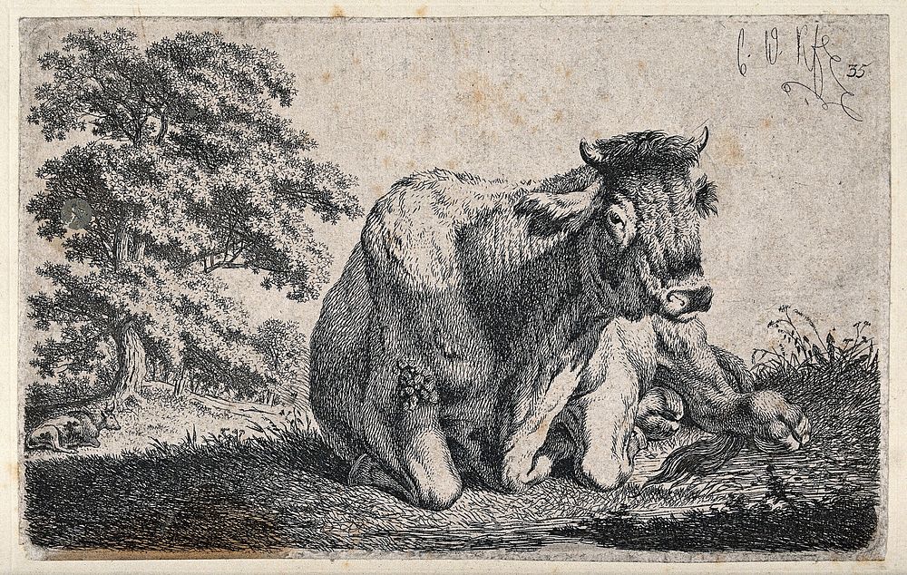 A cow lying in a field. Etching by C.-W. Kolbe, the elder, ca 1835.