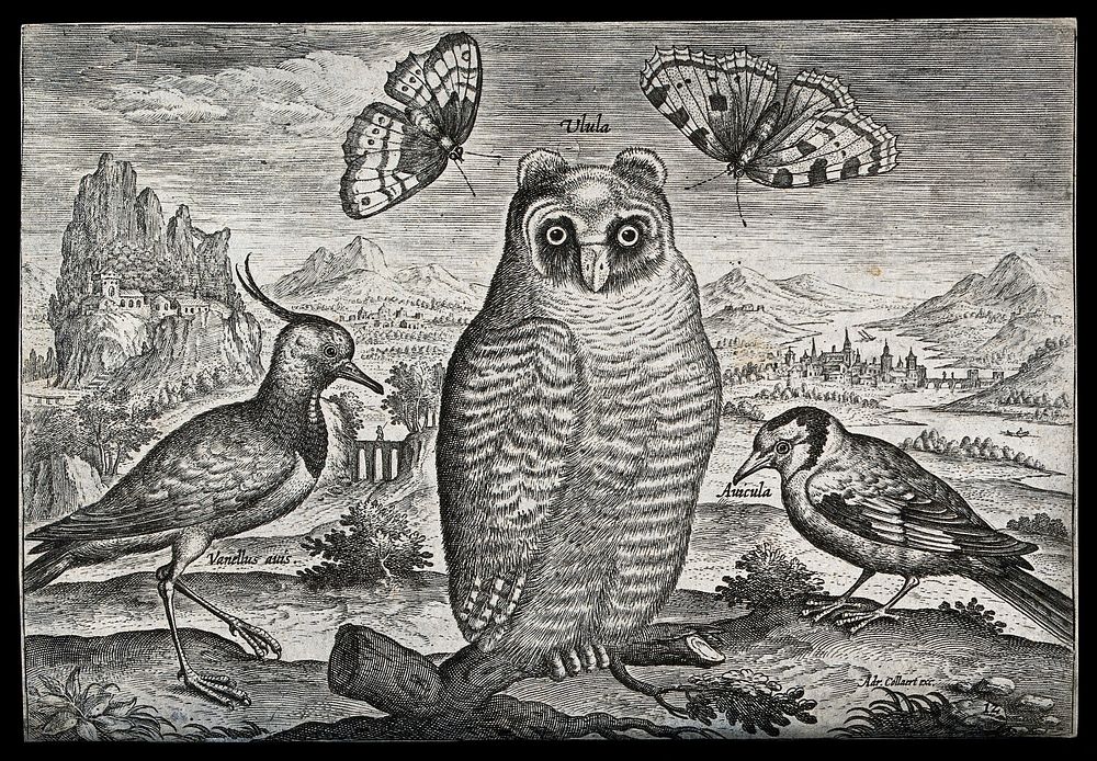 A lapwing, an owl and a goldfinch set in natural surroundings. Etching by A. Collaert, 17th century.