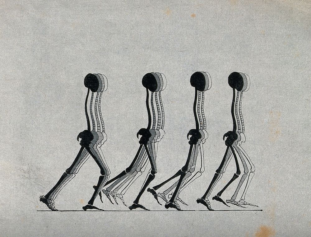 Four skeletons in motion. Lithograph, 18--.