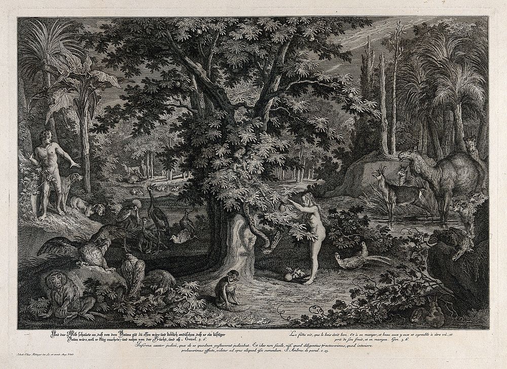 Eve picks the apple from the tree as the serpent emerges. Etching by J.E. Ridinger after himself, c. 1750.