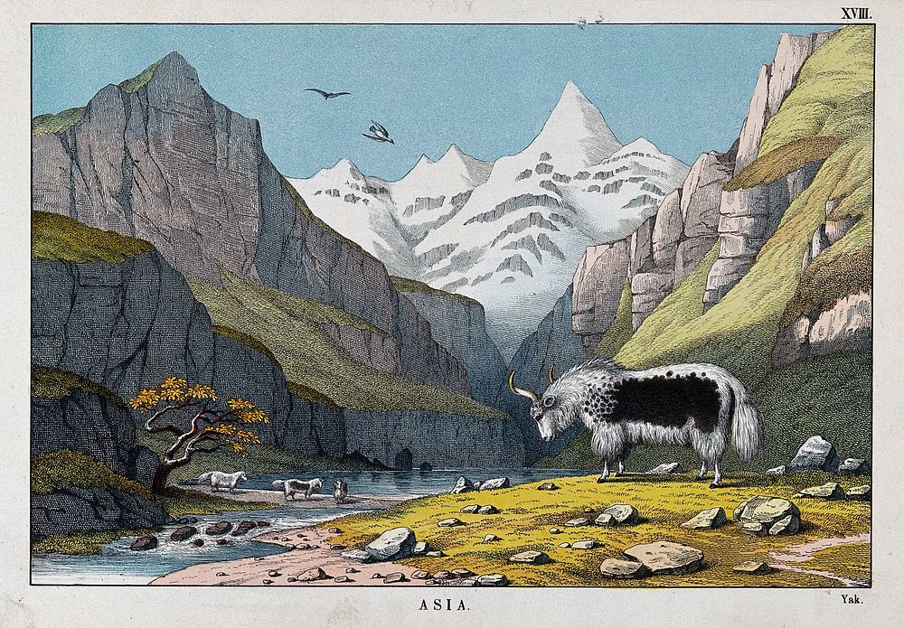 A yak grazing in a mountainous landscape. Coloured lithograph.