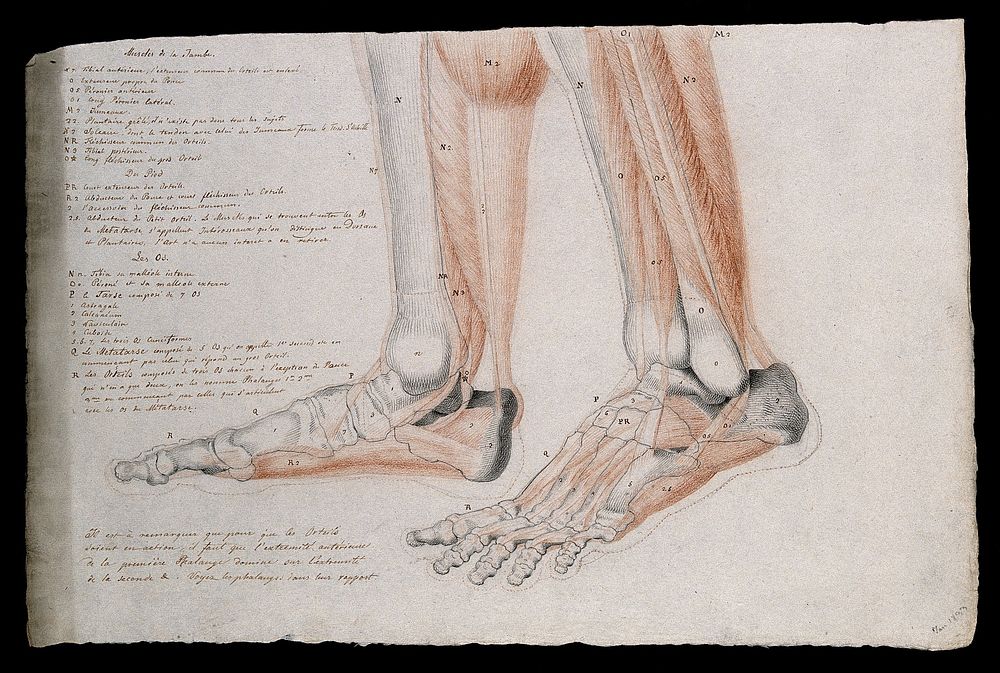 Bones and muscles of the feet and lower legs. Pencil and crayon drawing by J.C. Zeller after J.G. Salvage, 1833.