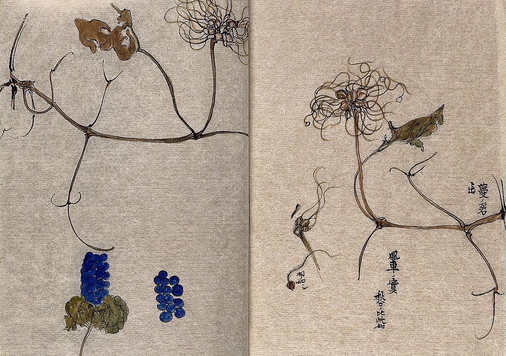 Two plants, a fruiting clematis with separate seeds and a plant with blue fruits. Watercolour.