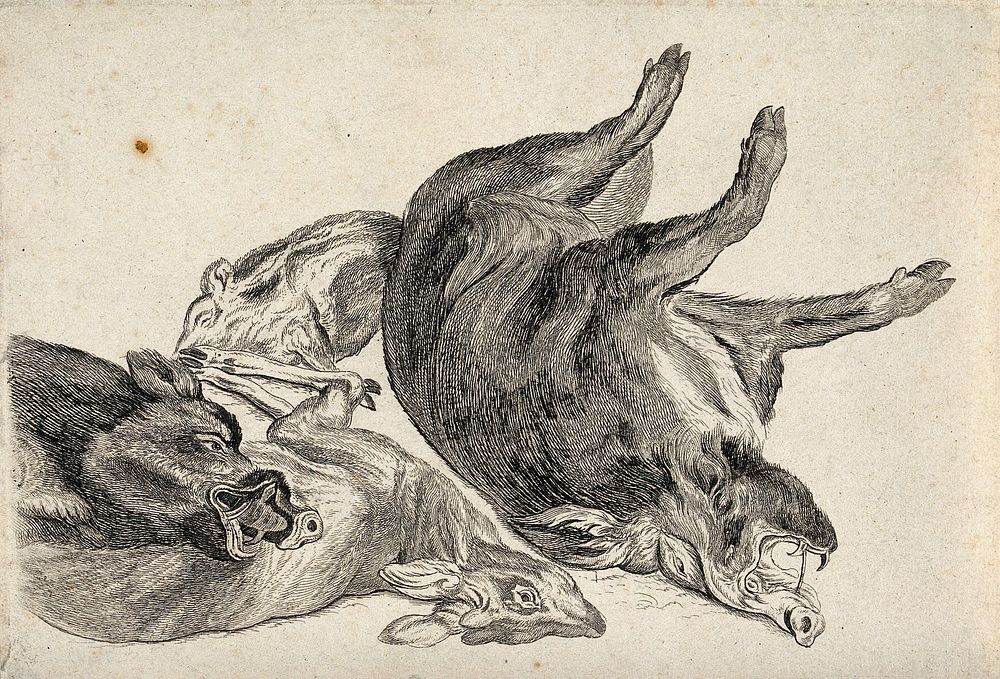 Dead boars and a dead deer. Etching attributed to James Ward, ca. 1794.