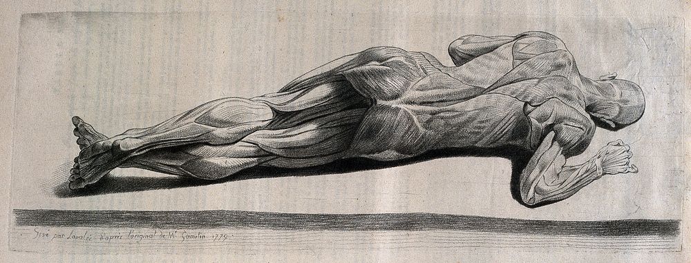 An écorché figure lying on its side, almost prone. Crayon manner print by Lavalée after J. Gamelin, 1779.