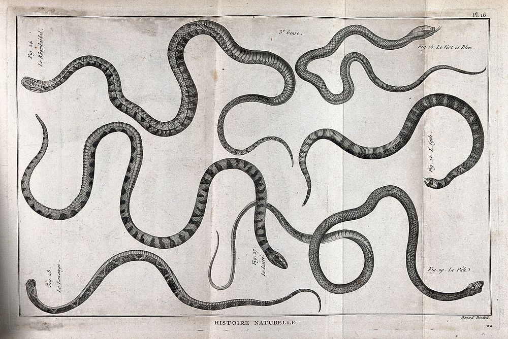 Six snakes of the cobra family, including a rhomboidal and diamondbacked species. Engraving, ca. 1778.