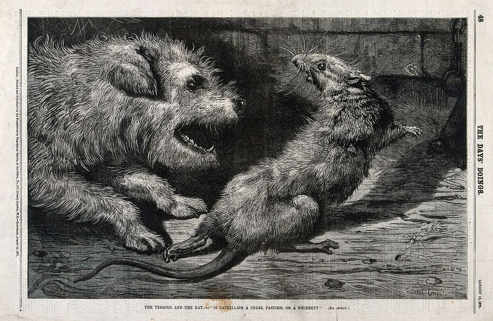 A terrier dog has chased a rat into a corner and is about to kill it. Wood engraving by E. Griset.