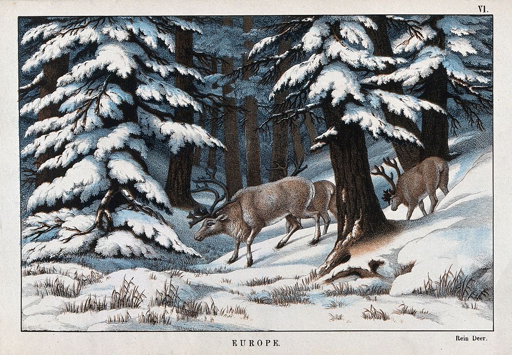 A group of reindeer searching for food in a snowy forest. Coloured lithograph.