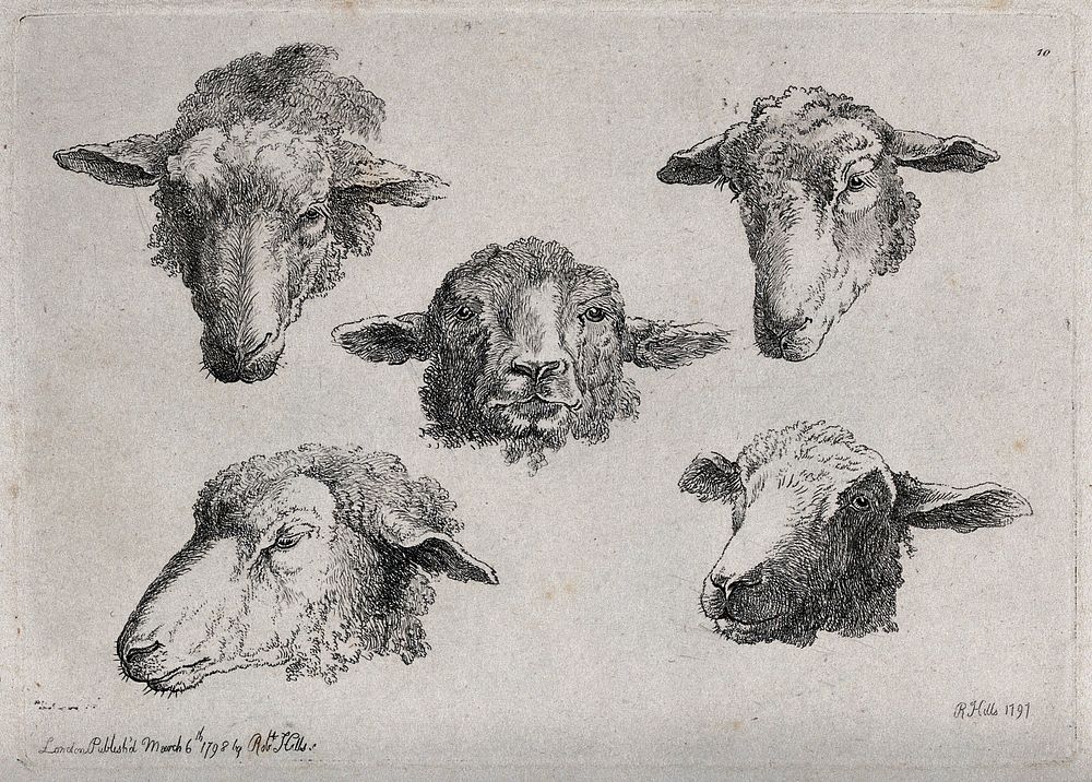 A sheeps's head: five views. Etching by R. Hills, 1797.
