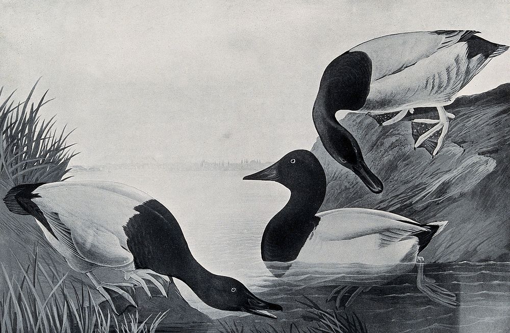 Three canvas-backed ducks (Nyroca valisineria) Reproduction of a painting by J. J. Audubon, ca. 1827.