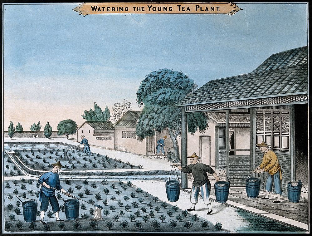 A tea plantation in China: workers water the young plants. Coloured lithograph.