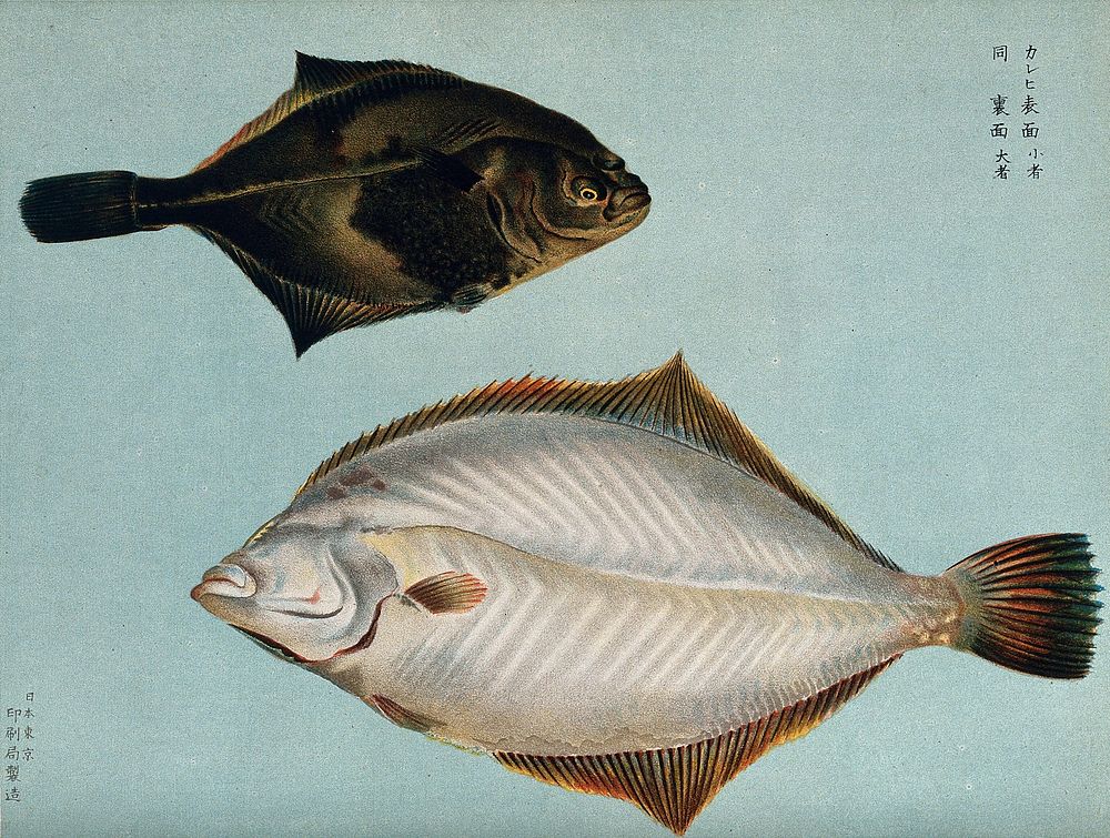 Two fish. Colour lithograph, 1884.