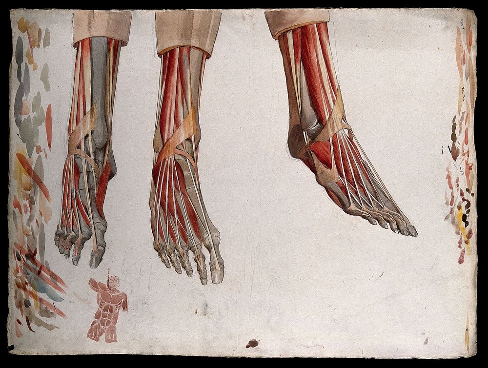 Three dissections of a foot, showing the muscles and tendons, with a marginal sketch of a man's head and torso being hanged…