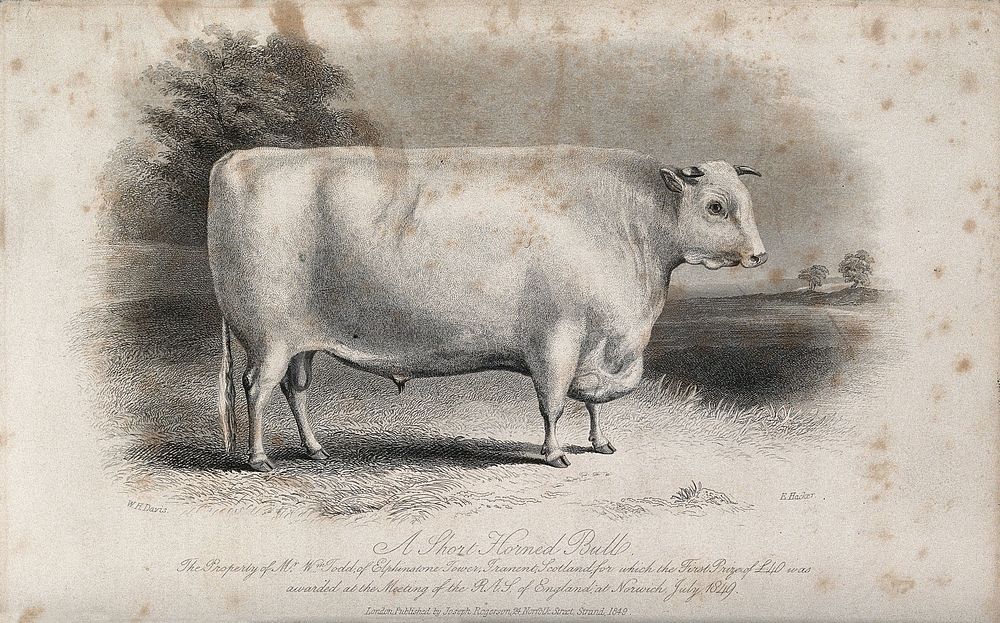 A short horned bull. Etching by E. Hacker, ca 1849, after W.H. Davis.