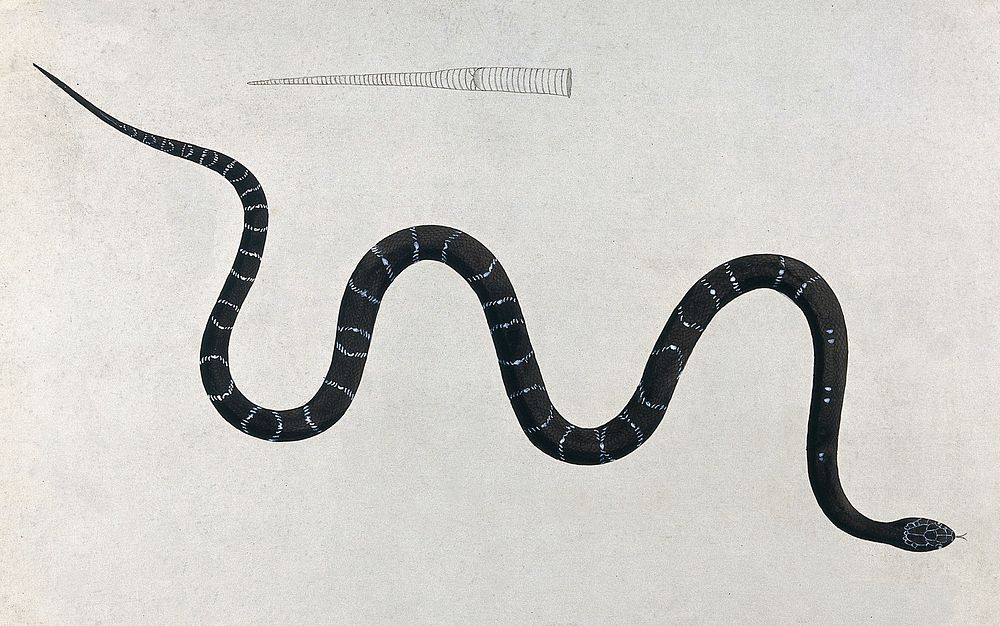 An Indian snake of the Boa genus, Gedi Paragoodoo. Coloured engraving by W. Skelton, ca. 1796.