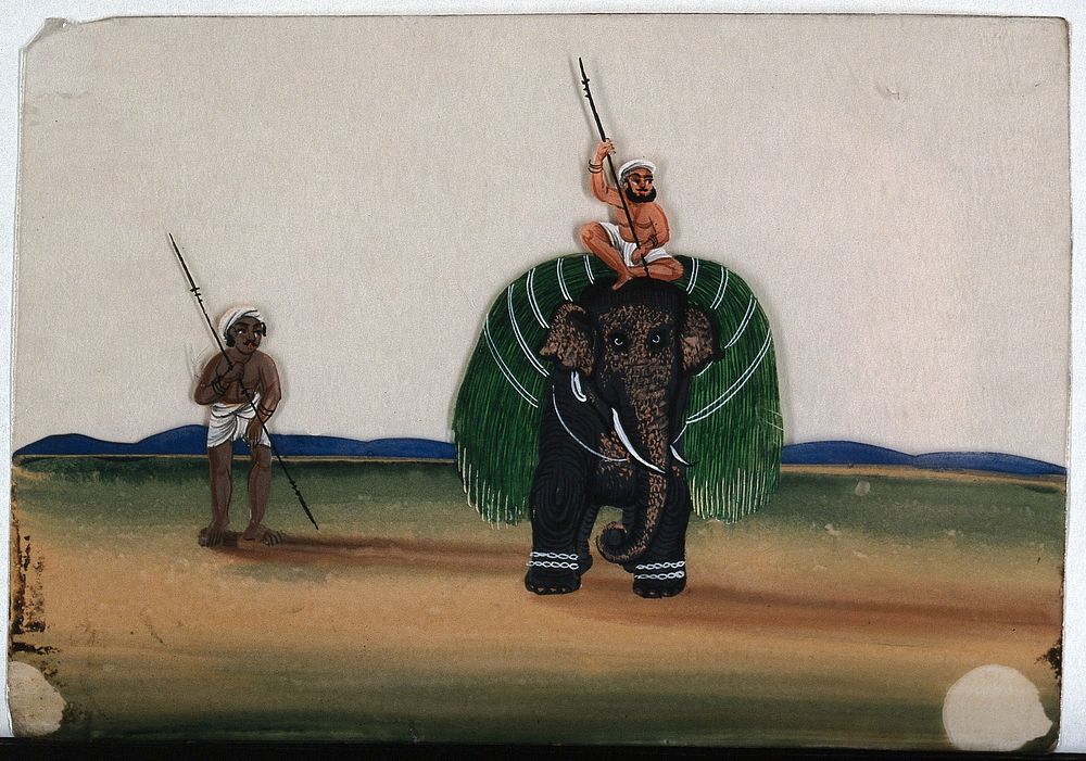 A man sitting on top of an elephant, which is carrying a bundle of long green harvest. Gouache painting on mica by an Indian…
