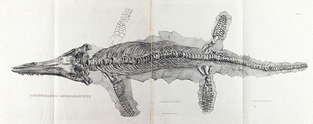 Fossilised skeleton of a saurian (Ichthyosaurus chiroligostinus). Lithograph by H. O'Neill, 1834.