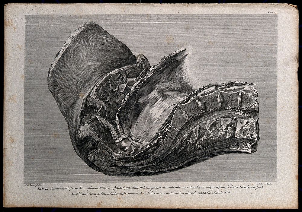 Section through the pelvis of a pregnant woman, showing the spine and part of the uterus: side view. Copperplate engraving…