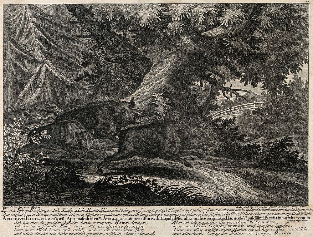 Five piglets of varying ages running through the forest towards a clearing. Etching by J.E. Ridinger.