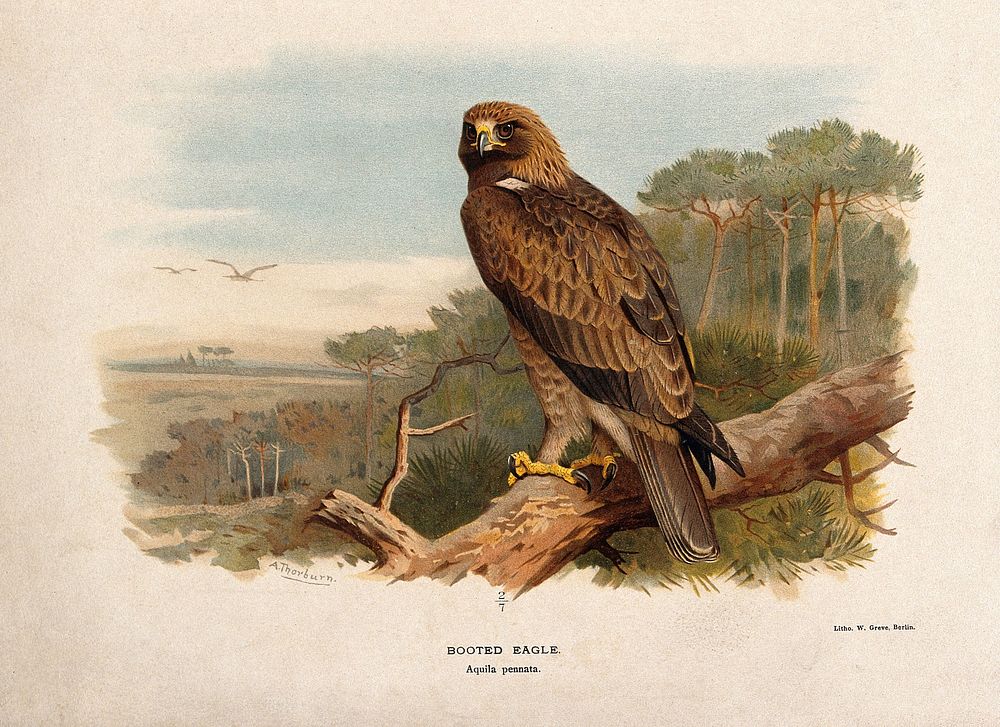 A booted eagle (Aquila pennata). Chromolithograph by W. Greve after A. Thorburn, ca. 1885.