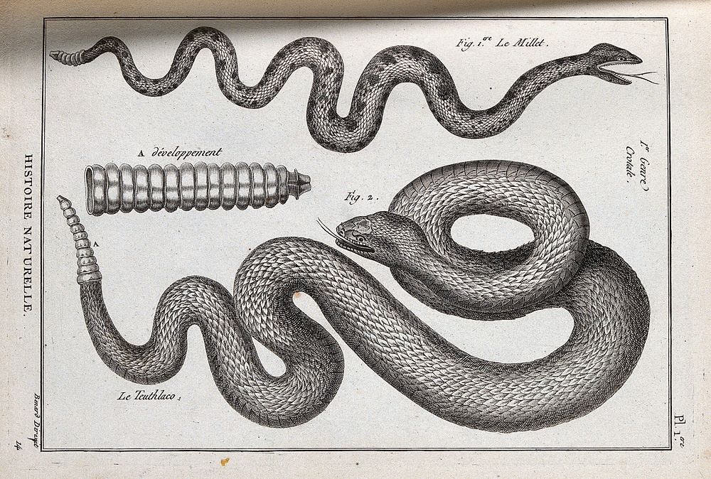 Two species of rattlesnake and the rattle of one of them. Engraving, ca. 1778.