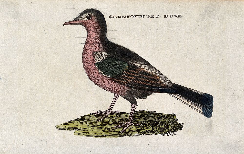A dove. Coloured engraving.