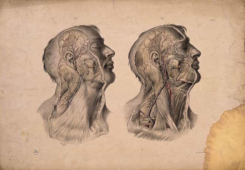 Blood-vessels of the head and neck. Coloured lithograph by J. Maclise, 1851.