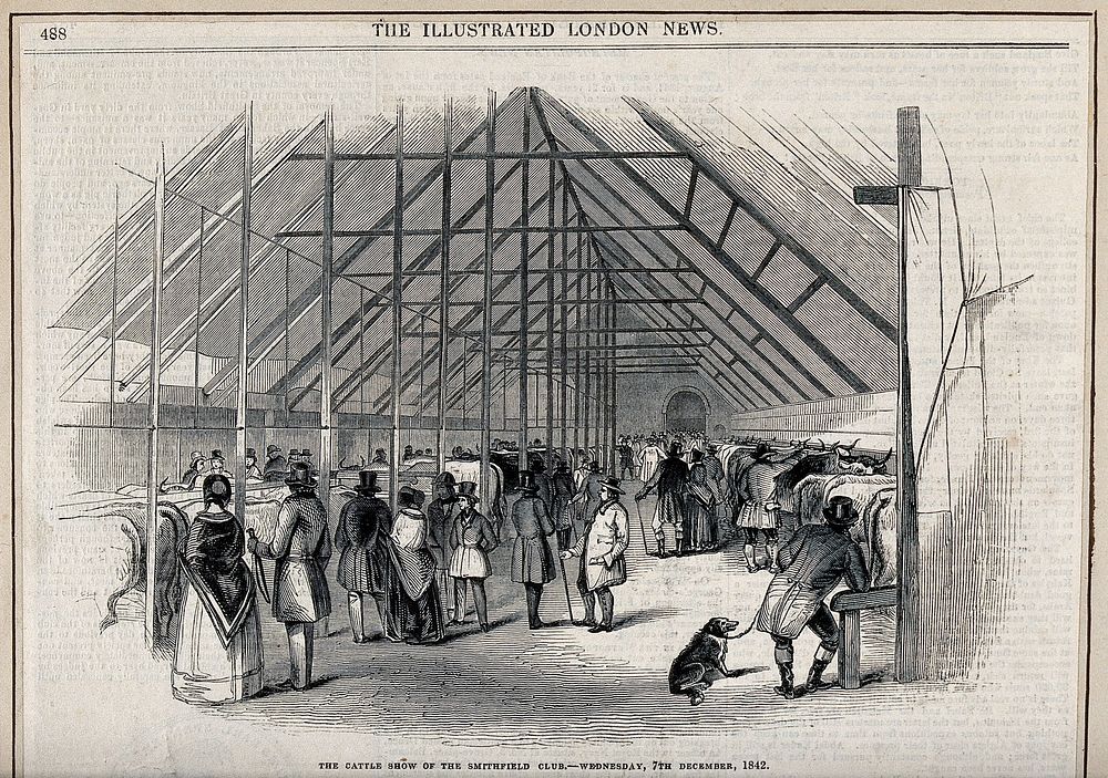 Visitors looking at animals in the cattle show of the Smithfield Club. Wood engraving, 1842.
