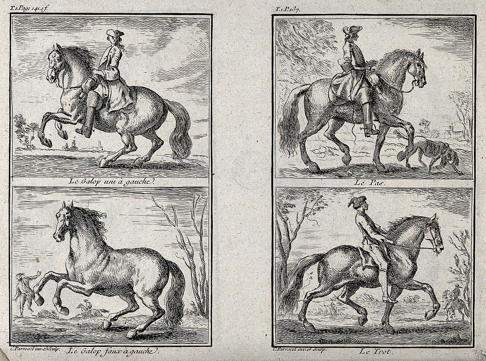 A horseman showing three different gaits with his horse, including the gallop, the pas and the trot and a horse galloping…