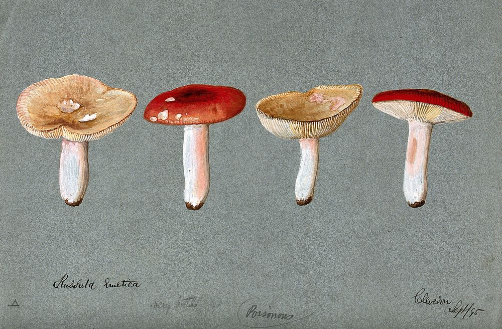 The sickener fungus (Russula emetica): four fruiting bodies. Watercolour, 1895.