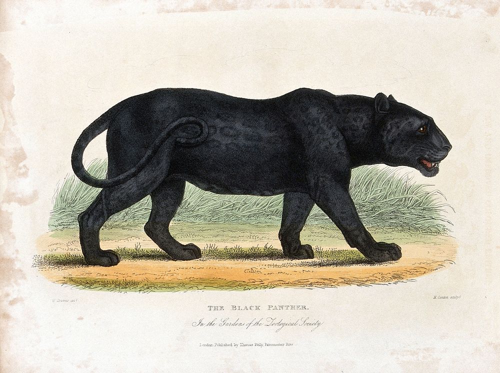 Zoological Society of London: a black panther. Coloured etching by H. Canton after W. Panormo.