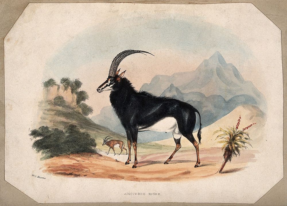 A male sable antelope (Hippotragus niger). Coloured lithograph by W C Harris.