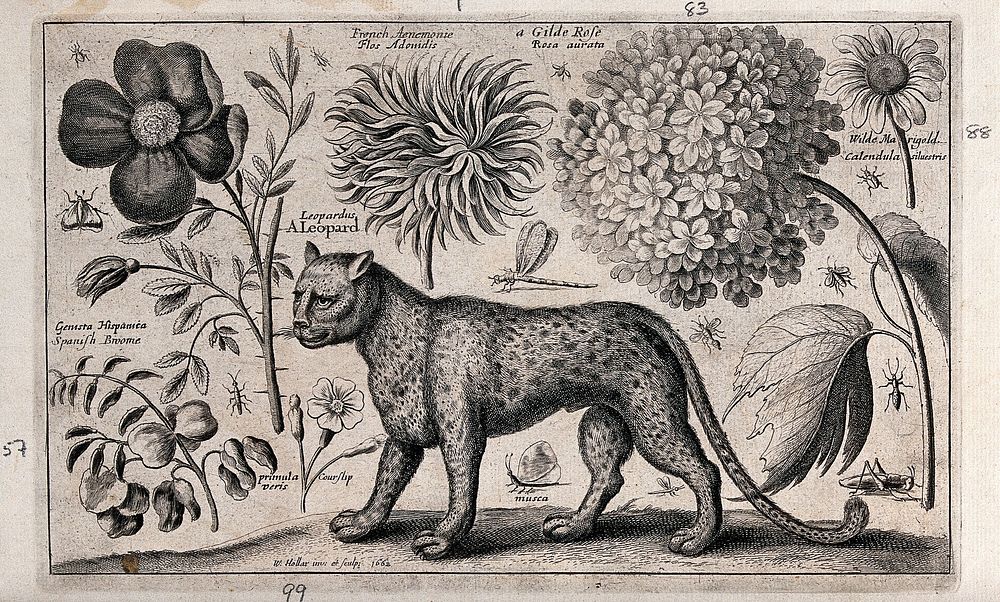 A leopard facing left surrounded by various named flowers and insects. Etching by W. Hollar, 1662, after himself.