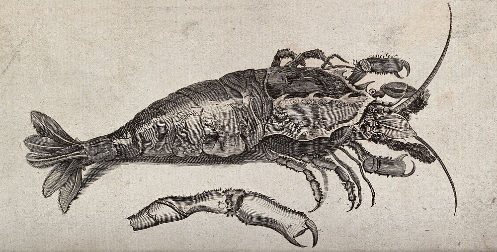 A large crustacean (crab) next to an enlarged detail of its leg. Etching.