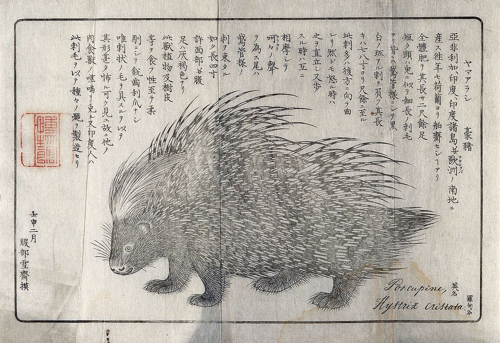 A North African porcupine (Hystrix cristata). Reproduction of a drawing.