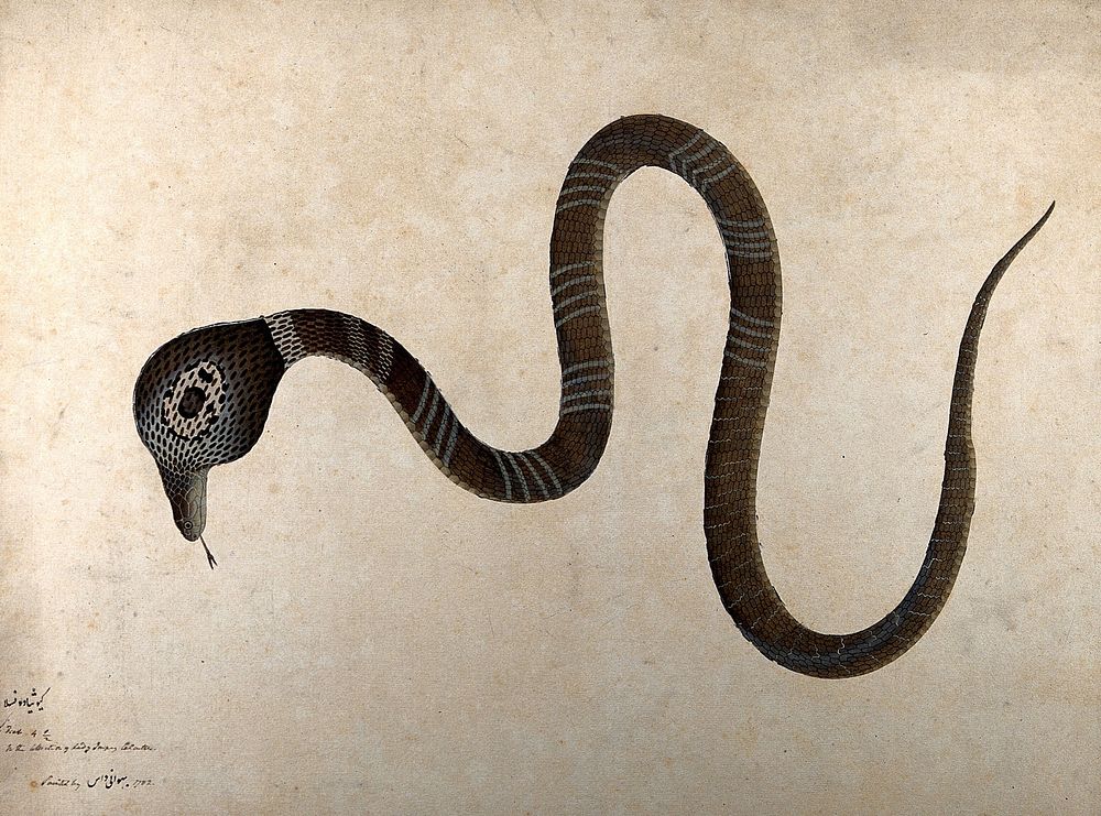 Indian cobra, with 'monocle' marking on hood. Watercolour by Bhawani Das, 1782.