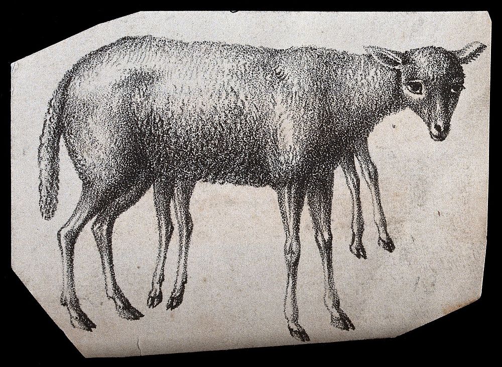 A sheep with a congenital defect (eight legs). Lithograph.