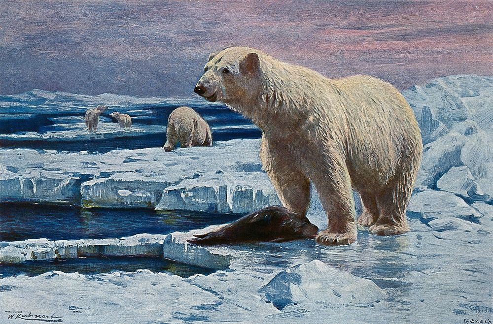 A polar bear standing next to its prey, a dead seal, on an ice floe in the Arctic sea. Colour lithograph after W. Kuhnert.