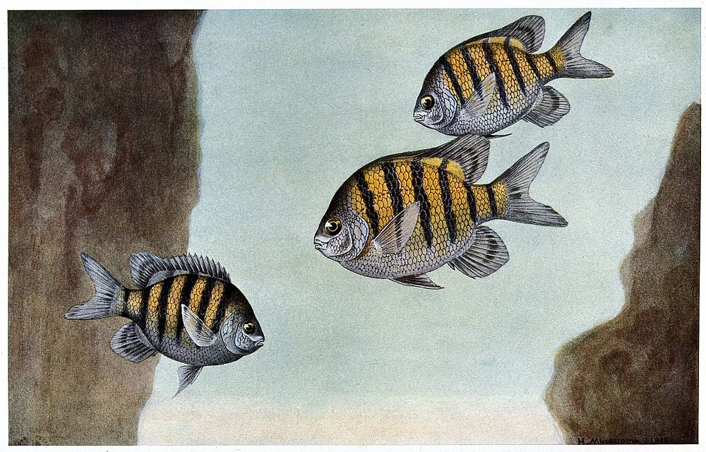 Three fish at the bottom of the sea. Colour line block after a painting by H. Murayama.