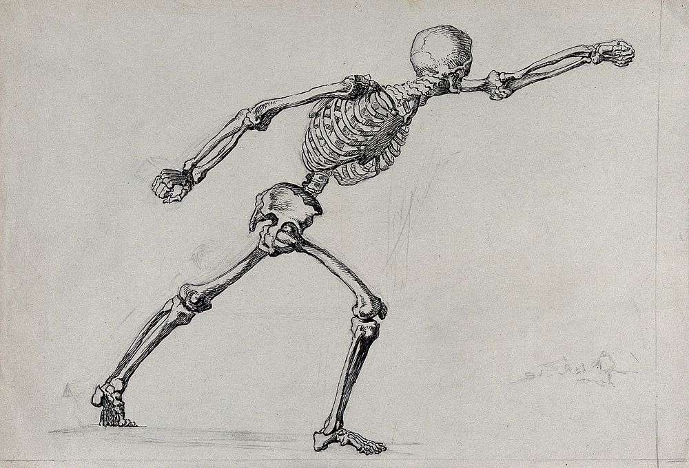 A skeleton in the pose of the Borghese Gladiator from the right. Pen and ink drawing.